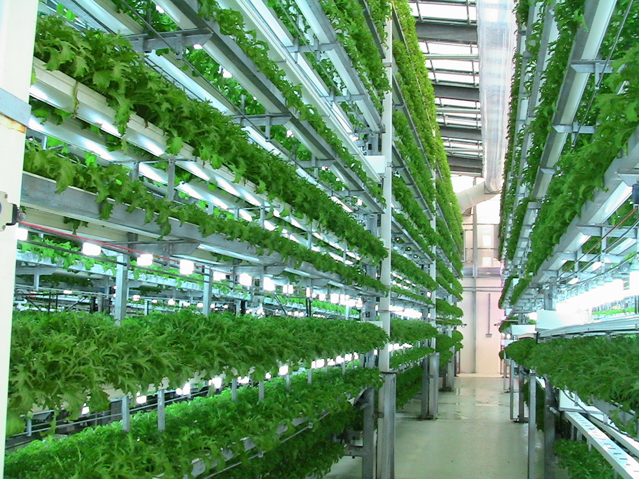 hydroponics gardening massive scale